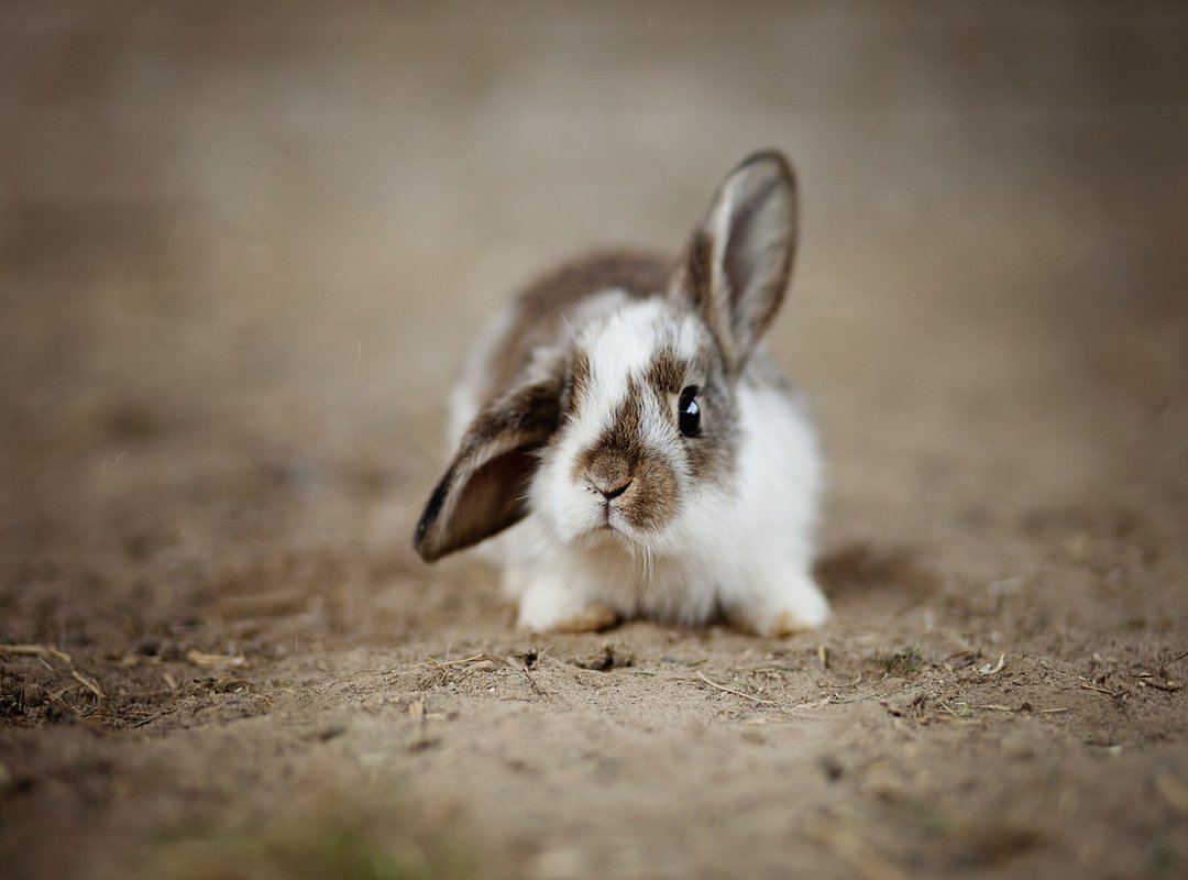 How to Decorate Your Brownies into an Adorable Bunny Patch